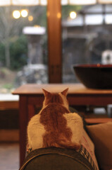 ソファーの背もたれに座る猫