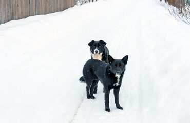 There are two dogs on a snowy road