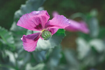 decorative opium poppy in garden. Bright evening sunset sun shines through purple petals. green natural background of garden	