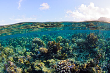 lagon de moorea -  polynesie francaise