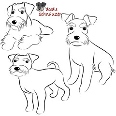 Doodle Cartoon schnauzer illustration set in different poses. Cute sitting, running and lying vector dog isolated on white background