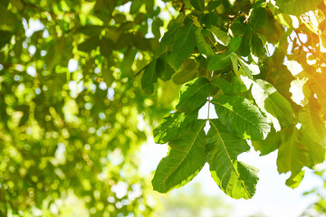 Fototapeta na wymiar branch tree, green leaf on blue sky sunlight in tropical forest tree summer day light in the green park bokeh blur background