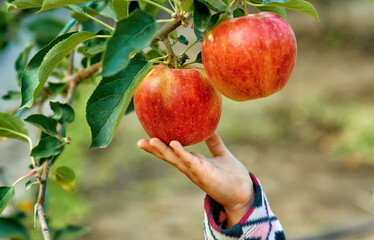 Close-up of apples and a child's hand . Children pick apples in the garden .