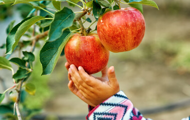 Close-up of apples and a child's hand . Children pick apples in the garden .