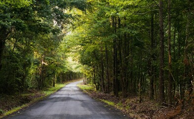 the bend down the road trees cover