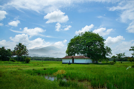 A small temple in a green rice field under a white cloudy sky, A village photography from Kerala, India, White clouds in blue sky.