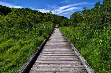Fototapeta na wymiar 晴れた日の青空の下の草原の真っ直ぐな木道。北海道の釧路湿原で。