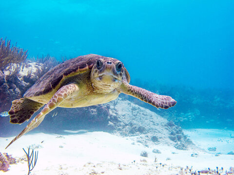 Une tortue curieuse vous regarde