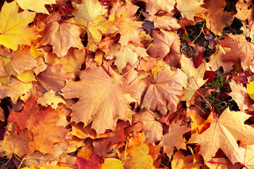 Naklejka na ściany i meble Background group autumn orange leaves. Colorful leaves in autumn.