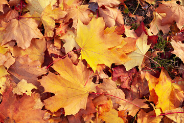 Naklejka na ściany i meble Background group autumn orange leaves. Colorful leaves in autumn