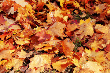 Background group autumn orange leaves. Colorful leaves in autumn