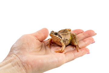 Common canadian frog on a female hand, concept or symbol of finding a loved one, on white isolated...