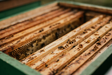 Macro photo of working bees on honeycombs. The beekeeper holds a honey cell with bees in his hands....