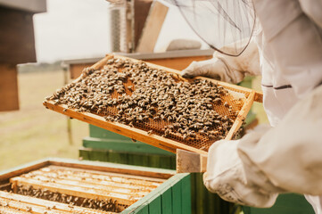 Macro photo of working bees on honeycombs. The beekeeper holds a honey cell with bees in his hands....