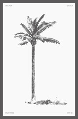 High detail vector palm tree realistic sketch