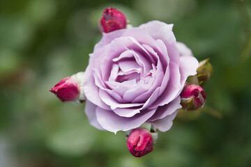 Rose flowers in full bloom in the rose garden