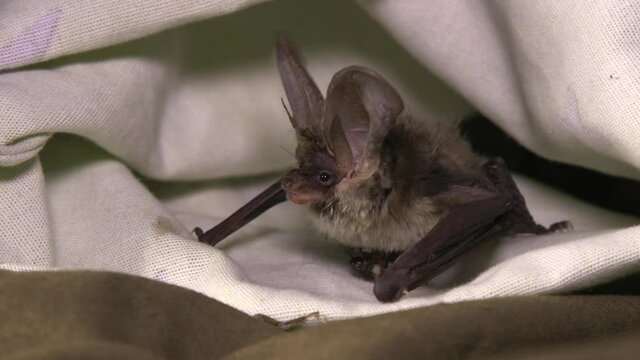 An unrecognizable hand feeds a bat with insects from tweezers. Bats rescue