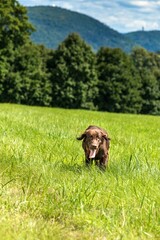 Side shot of a brown Flat Coated Retriever dog running across a meadow. Hunting dog in the meadow. Summer day in a walk with the dog.