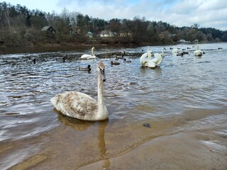 A lot of wild swans on the river