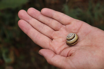 Woman holding snail on a hand outdoors. Close-up, top view