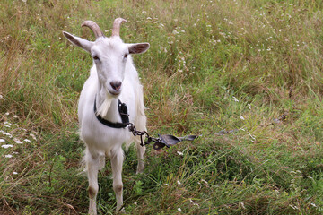 Naklejka na ściany i meble White goat on a pasture on a summer meadow. Top view