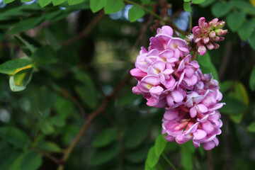 Close-up of pink and purple acacia flowers on the green blurred background. Acacia tree in bloom