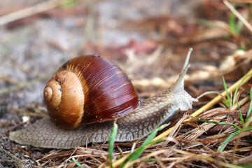 Snail moving on the wet ground after rain in the summer forest. 