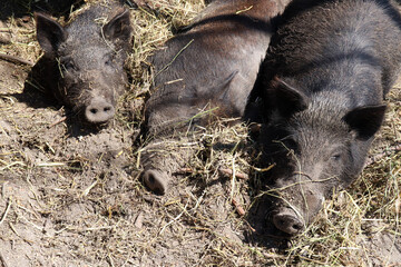 Three  wild boar pigs on the farm. Black pigs sleeping in the muddy hay.