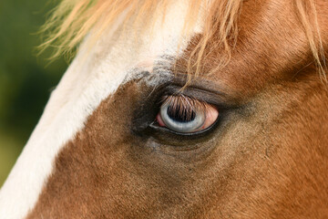 Close up of light blue eye of Pinto horse with genetic mutation affecting pigment development in...