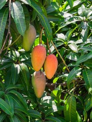 fresh ripe rainbow mangos or Mahachanok Mango on tree branch, Thai fruit in garden