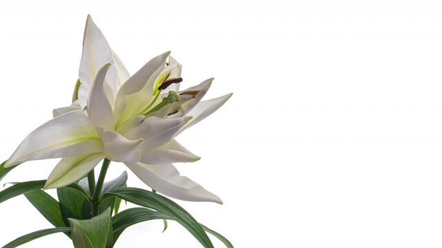 Beautiful white lily flower on white background. Wedding, Valentines Day, Mothers Day concept. Holiday, love, birthday design backdrop with place for text or image. Congratulation banner