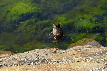 Close up of brown mallard female duck diving in seawater with green seaweed around. A sunny summer day. July 2021.