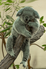 Sleeping koala on a tree in a zoo