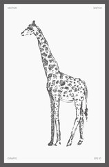High detail drawn vector giraffe realistic sketch