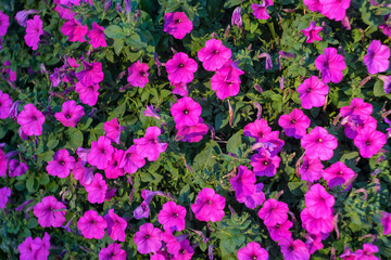 Fototapeta premium Petunia flowers background. Lots of flowers and greenery. Seasonal flowers.
