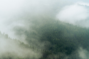 mgły nad górskim lasem świerkowym - obrazy, fototapety, plakaty