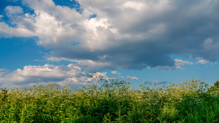 Green field, blue sky and cloud. Sammer.