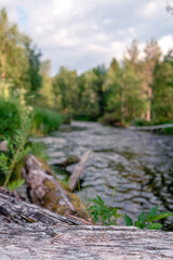 A small river in a humid dense forest on a sunny day. Between the banks there is a rushing stream of water overgrown with green grass and moss. Blockage of logs on the river.