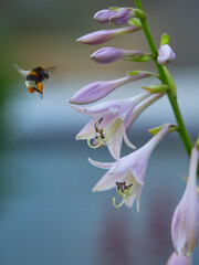 Bumblebee flies to a beautiful purple delicate flower to collect nectar on a colorful blurred background: honey plant honey production gardening. © ROMAN BELIAKOV