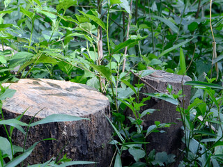 切り株と蛇