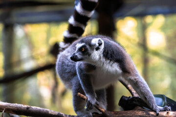 Ring Tailed Lemur on a tree branch