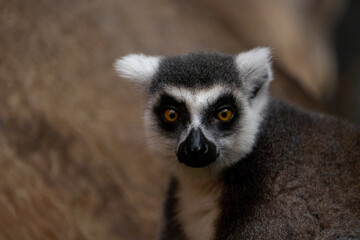 Ring Tailed Lemur Close up