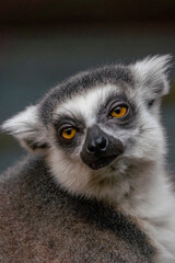 Ring Tailed Lemur Close up