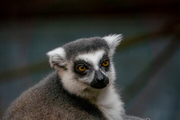 Ring Tailed Lemur Close up