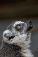 Ring Tailed Lemur Close up