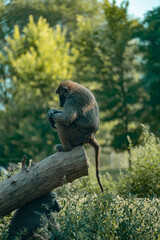 Baboon sitting on log