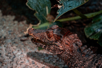 Crocodile close up