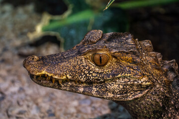 Crocodile close up