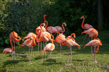 A flamboyance of flamingos