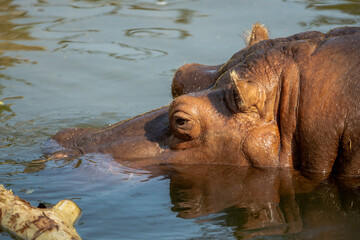 Hippopotamus close up